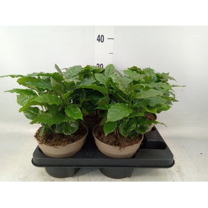 Coffea arabica