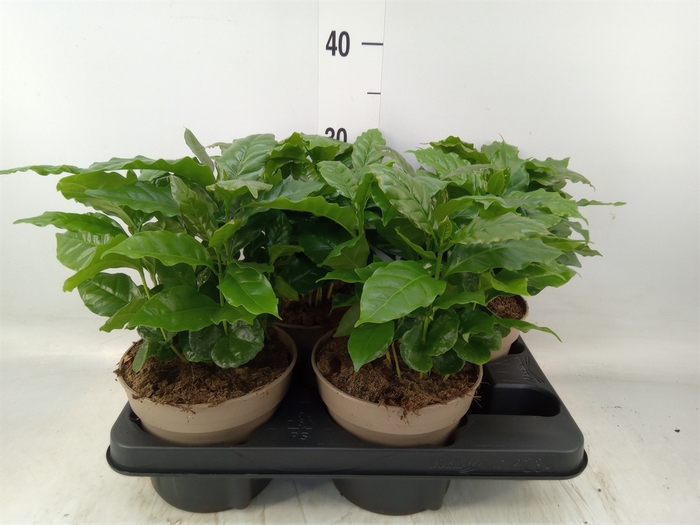 <h4>Coffea arabica</h4>