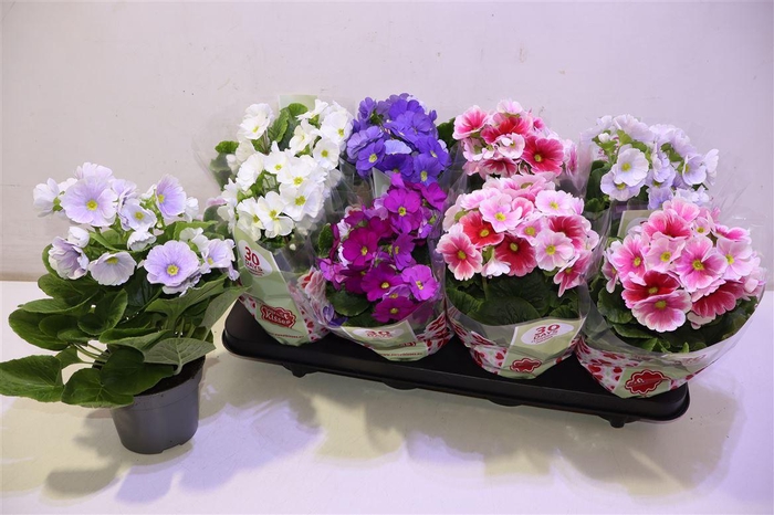 <h4>arr8 Prim Ob Tm Gem</h4>