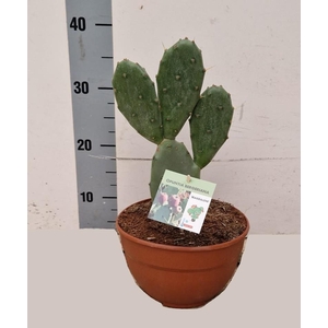 OPUNTIA