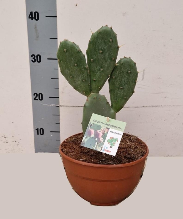 <h4>OPUNTIA</h4>