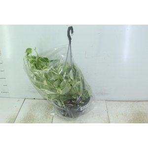 PEPEROMIA SCANDENS C21