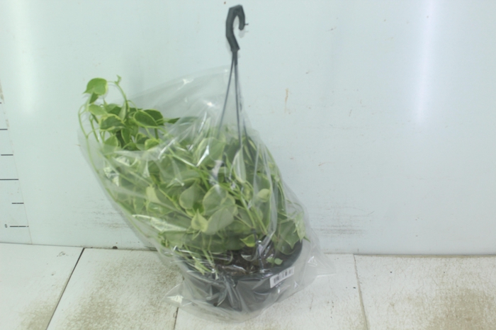 <h4>PEPEROMIA SCANDENS C21</h4>
