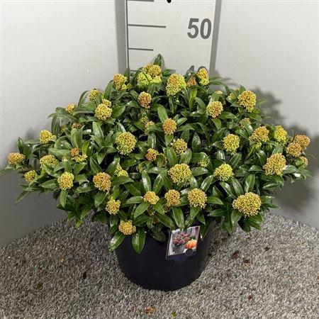 <h4>Skim Ja Godrie Dwarf</h4>