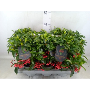 Ardisia crenata 'Bos Premium'