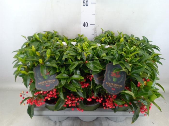 <h4>Ardisia crenata 'Bos Premium'</h4>