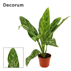 Aglaonema Green lady 9 cm (Decorum)