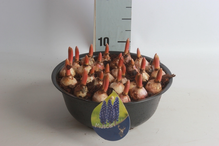 <h4>ARR MUSCARI</h4>