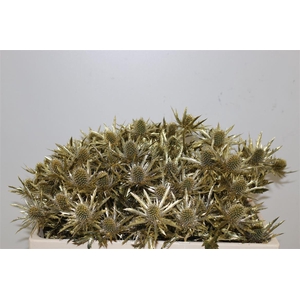 Eryngium Kb Goud