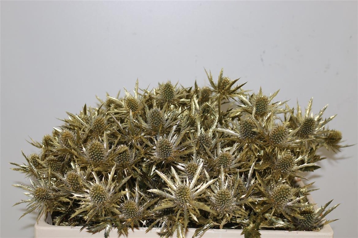 <h4>Eryngium Kb Goud</h4>