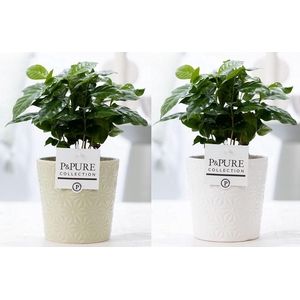 Coffea Arabica in P&PURE Juliette ceramics ass. 2