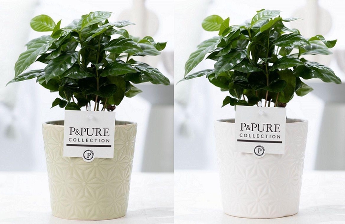 <h4>Coffea Arabica in P&PURE Juliette ceramics ass. 2</h4>