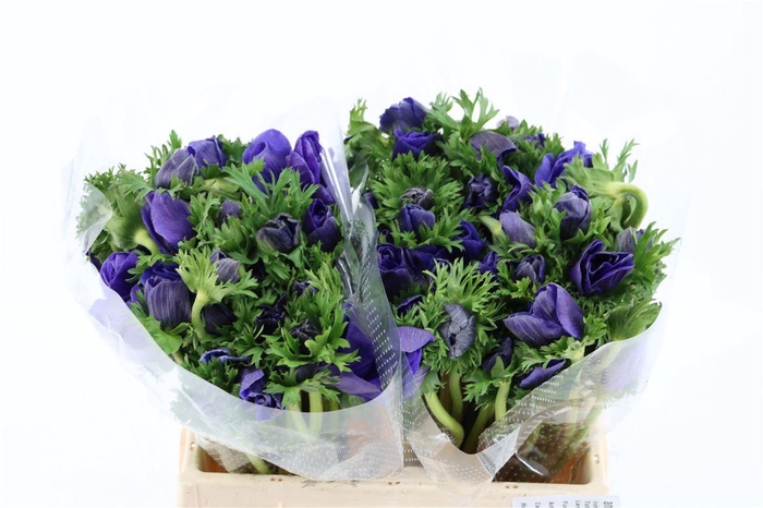 <h4>Anem Marianne Blue</h4>