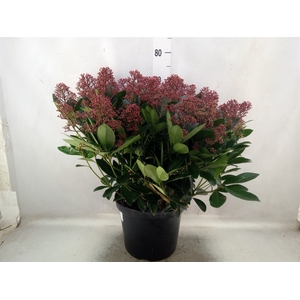 Skimmia jap. 'Rubella'