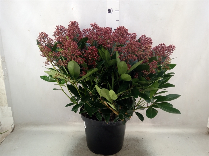 <h4>Skimmia jap. 'Rubella'</h4>