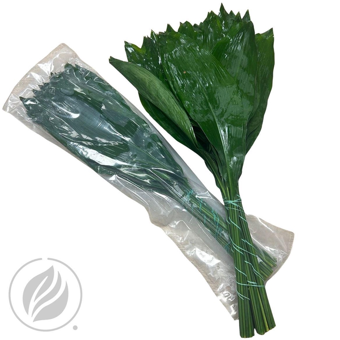 <h4>Aspidistra Superiore 80cm Vac.</h4>