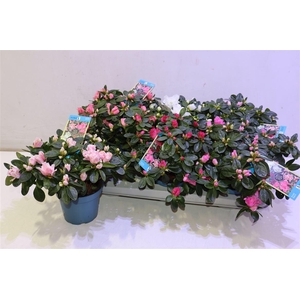 arr8 Rhodo Si V Gem 6 Srt