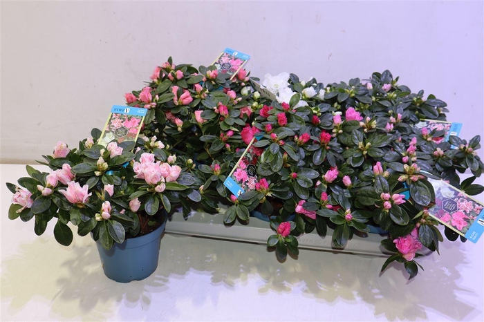 <h4>arr8 Rhodo Si V Gem 6 Srt</h4>