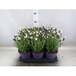 Lavandula stoec. 'Anouk White'