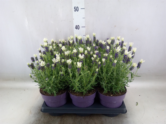 <h4>Lavandula stoec. 'Anouk White'</h4>