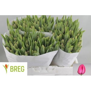 Tulipa si carola