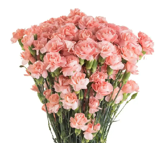 <h4>DI TR HYPSTER</h4>