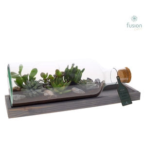 Green Bottle Fles Medium liggend met Succulenten