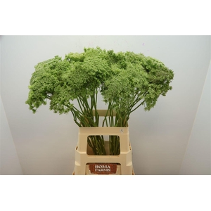 AMMI VIS GREEN MIST