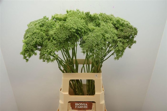 <h4>AMMI VIS GREEN MIST</h4>