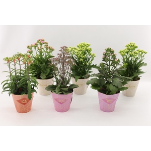 Kalanchoe Special Mix, minimaal 3 soorten van bijgevoegde foto
