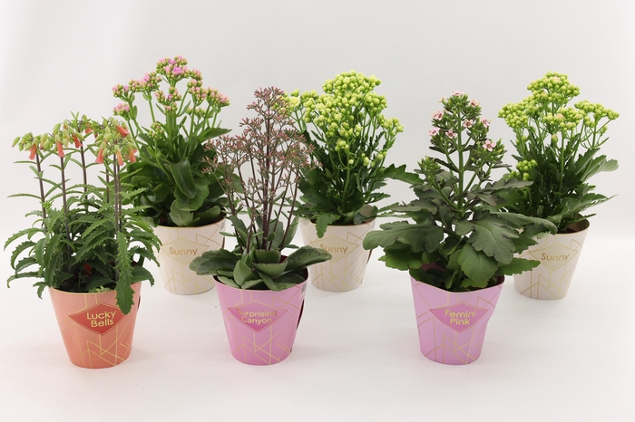 <h4>Kalanchoe Special Mix, minimaal 3 soorten van bijgevoegde foto</h4>