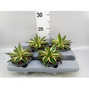 Agave lophantha 'Quadricolor'