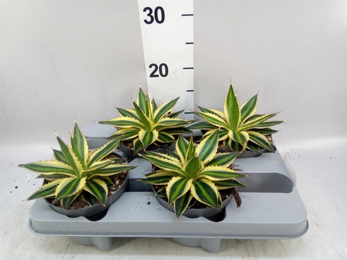 <h4>Agave lophantha 'Quadricolor'</h4>