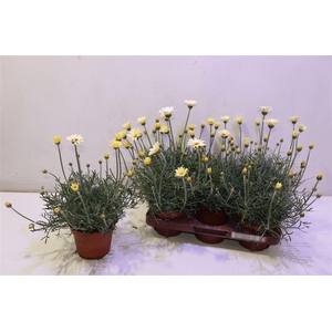 Rhodan H Zagora Yell