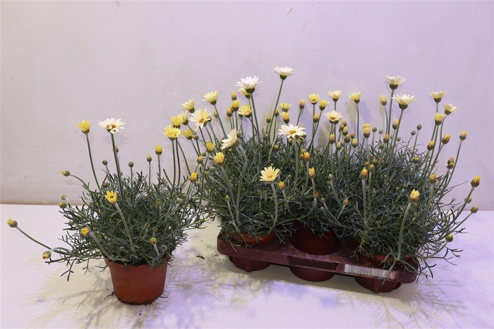 <h4>arr8 Rhodan H Zagora Yell</h4>