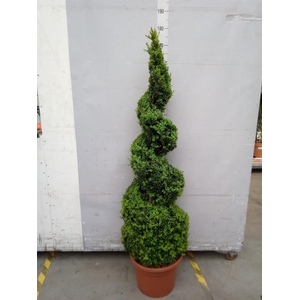 Buxus semp.   ...