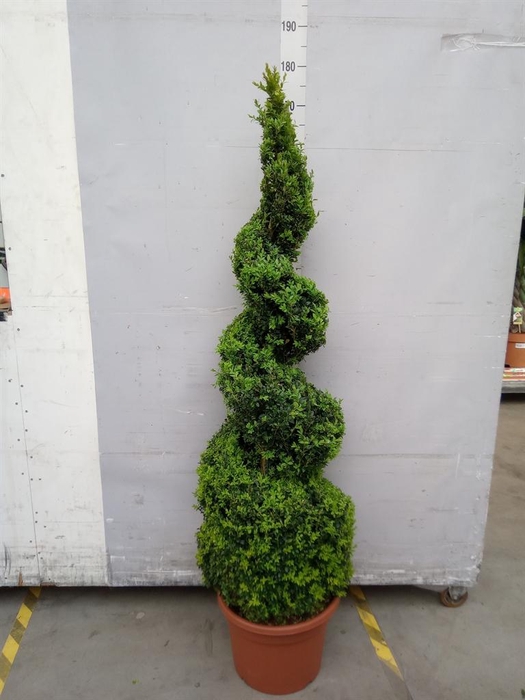 <h4>Buxus semp.   ...</h4>