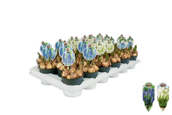 <h4>Muscari mix P9</h4>