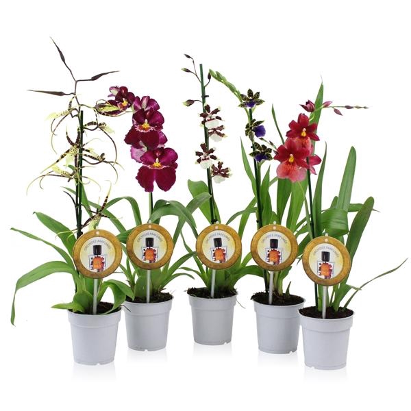 <h4>Inca Parfumee mix 1 spike</h4>