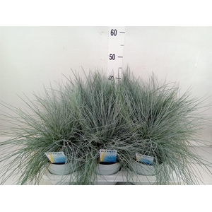 Festuca glauca 'Intens Blue'
