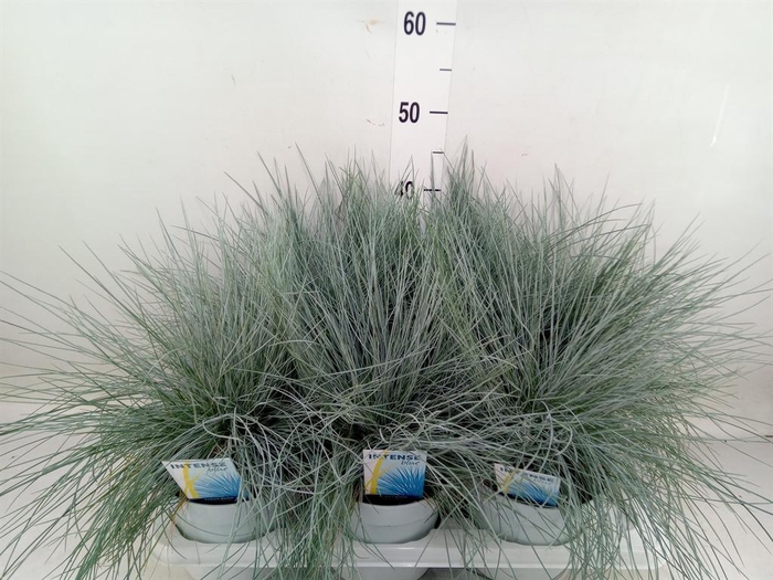 <h4>Festuca glauca 'Intens Blue'</h4>