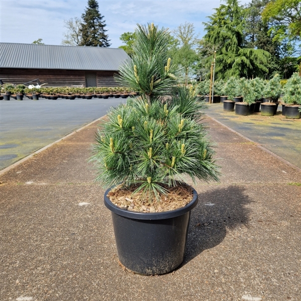 <h4>Pinus flexilis 'Pygmaea'</h4>