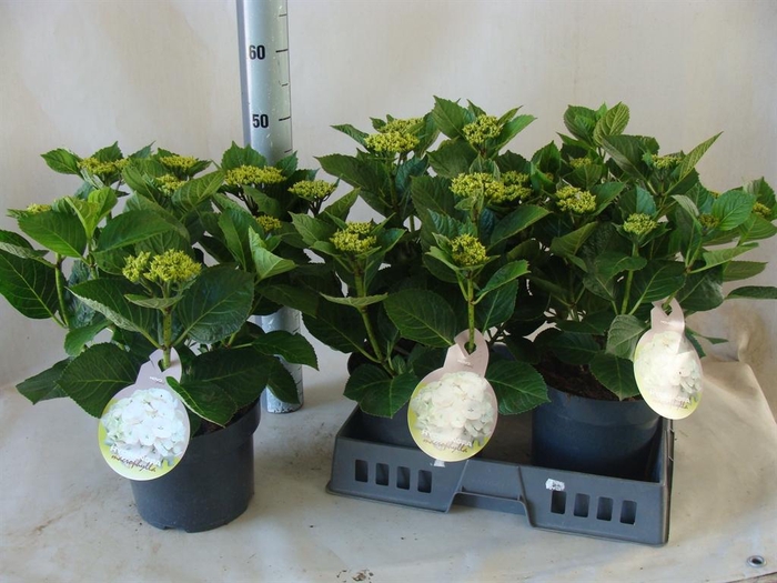 <h4>Hydrangea mac.</h4>