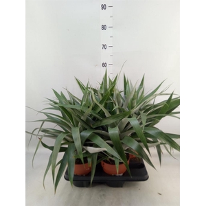 Bromelia   ...