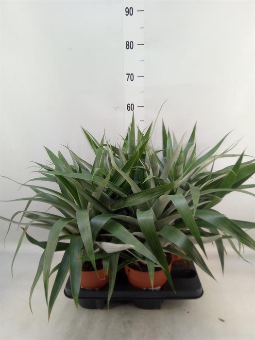 <h4>Bromelia ...</h4>
