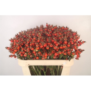 Rosa Pumpkin Orange
