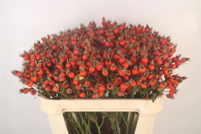 <h4>Rosa Pumpkin Orange</h4>