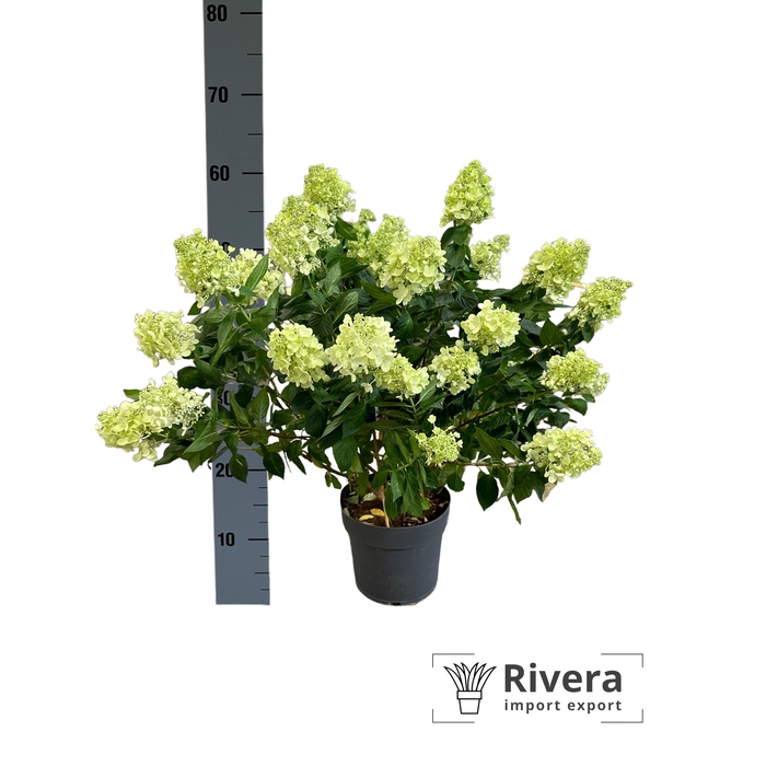 <h4>Hydrangea paniculata Pandora</h4>