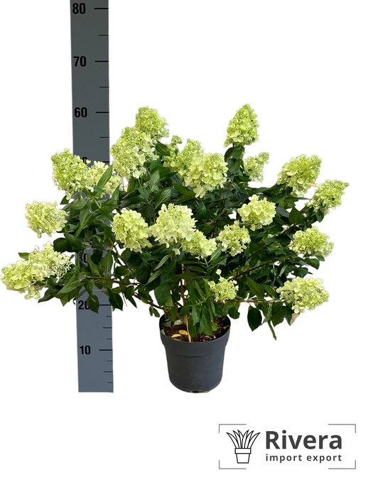 Hydrangea paniculata Pandora