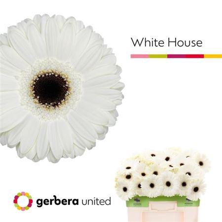 <h4>Ge Gr White House</h4>